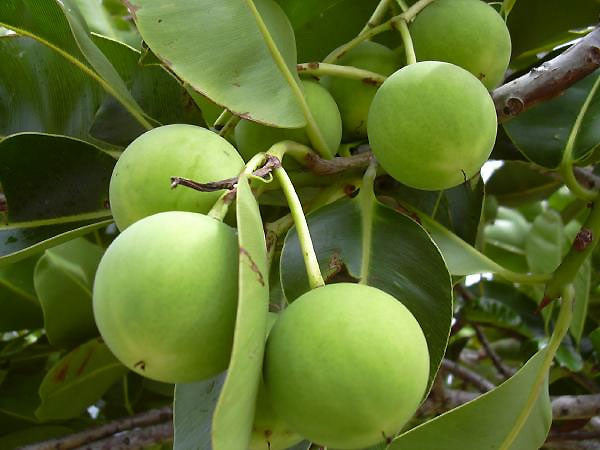 tamanu-oil-benefits-skincare-hair