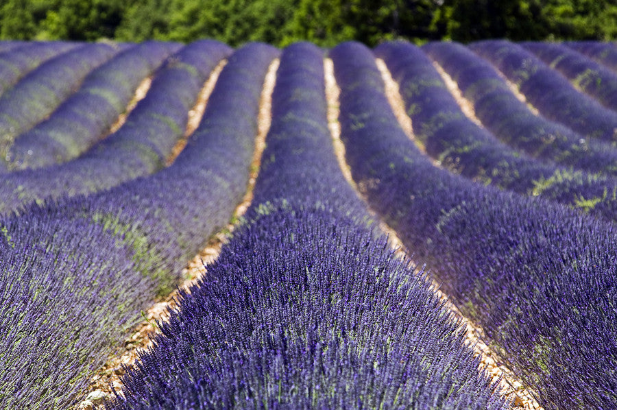 Ingredient Highlight <br> Population Lavender Essential Oil