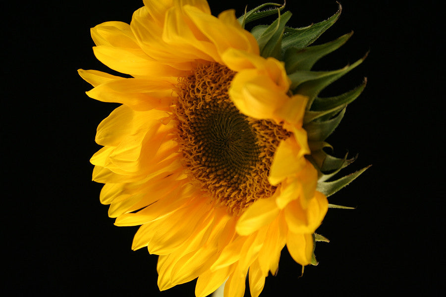 Ingredient Highlight <br>Sunflower Oil